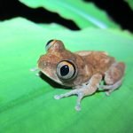 Night Spirit Frog