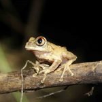 Night Spirit Frog of Ghana 1