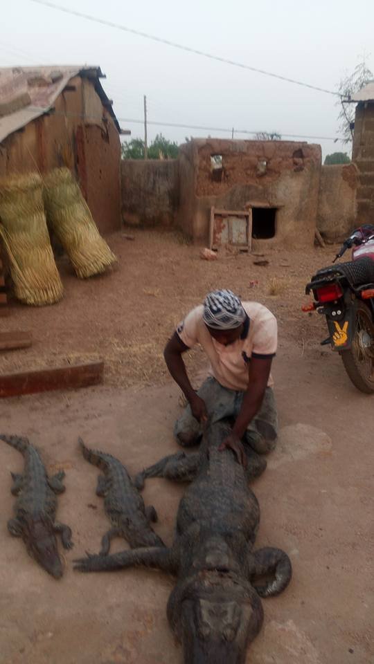 Buffalo & Crocodiles Murdered in Bulsaland; Wildlife in Ghana.