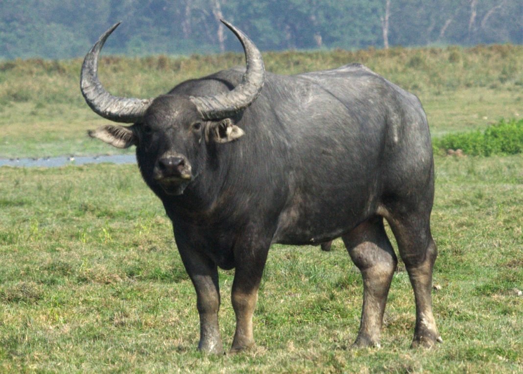 Wild Water Buffalo (Bubalus_arnee)