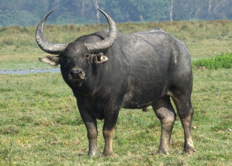 Wild Water Buffalo (Bubalus  Arnee) ; Endangered species discovered in Ghana