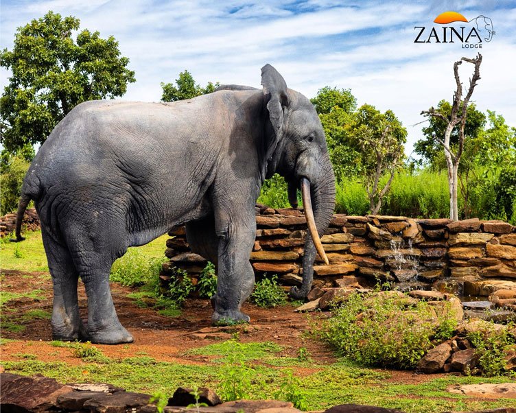 Experience The Best Safari Lodge in Ghana : Zaina Lodge