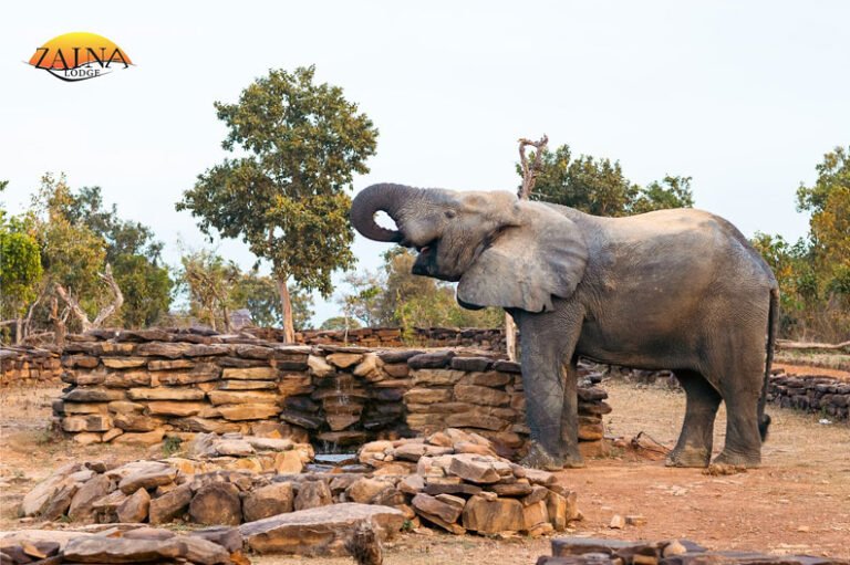 10 Reasons Zaina Lodge Is the Best Safari Lodge in Ghana